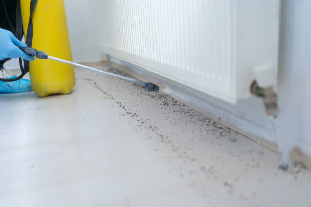 Best Pest Removal Services  in Lakeway, TX