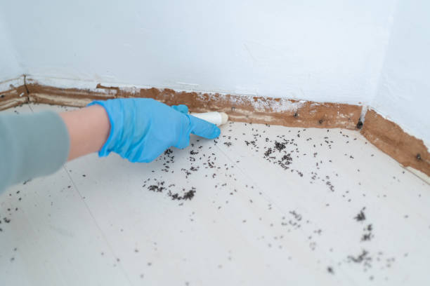  Lakeway, TX Pest Control Pros